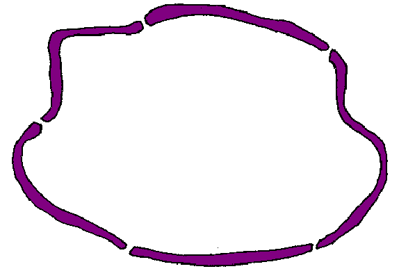 The Cell Membrane