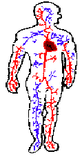 Circulatory System