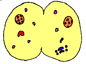 Dividing Cell