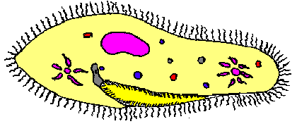 Paramecium