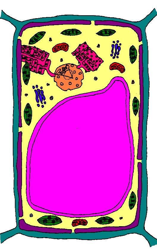 Plant Cell