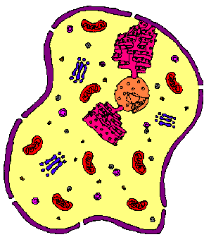 Animal Cell