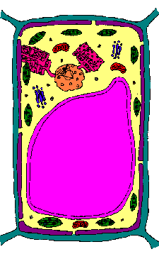 Plant Cell