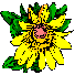 Flower image